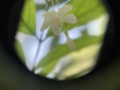Wrightia religiosa