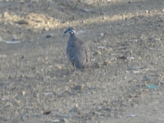 Geophaps scripta scripta