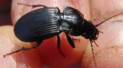 Abax carinatus