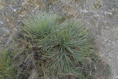 Aciphylla squarrosa squarrosa