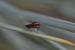 Napaeosciomyza