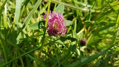 Trifolium pratense