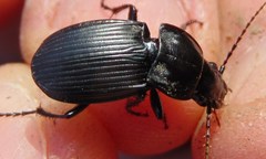 Abax carinatus