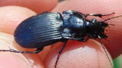 Abax carinatus
