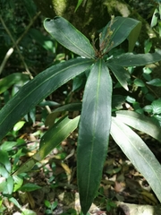 Ardisia crispa