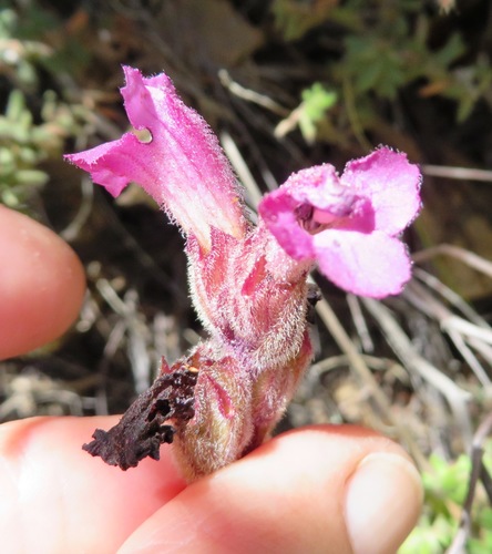 Image of Harveya pauciflora by (c) linkie, some rights reserved (CC BY)