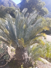 Encephalartos lehmannii