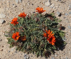 Gazania leiopoda