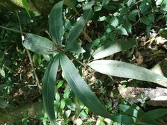 Ardisia crispa