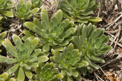 Heliotropium anomalum