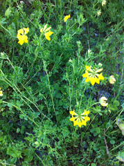 Lotus corniculatus corniculatus