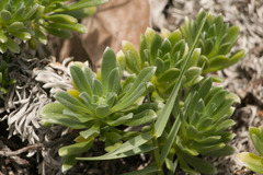 Heliotropium anomalum