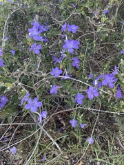 Barleria obtusa