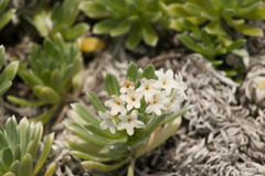 Heliotropium anomalum