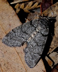 Smyriodes trigramma