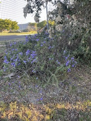 Barleria obtusa