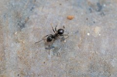 Lasius japonicus
