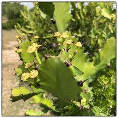 Euphorbia antiquorum