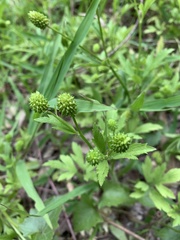 Ranunculus chinensis