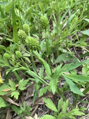 Ranunculus chinensis