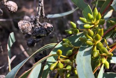 Eucalyptus diversifolia