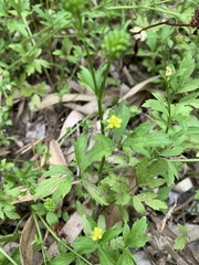 Ranunculus chinensis