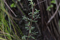 Olearia virgata