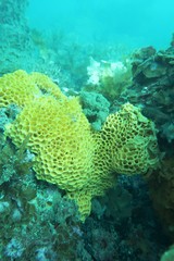 Holopsamma laminaefavosa