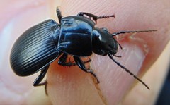 Pterostichus melas