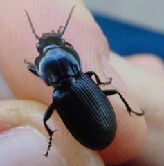 Pterostichus melas