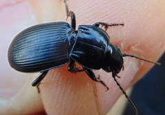 Pterostichus melas
