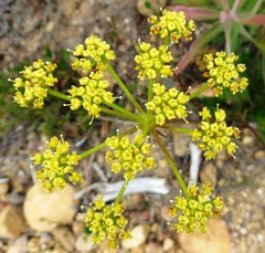Nanobubon capillaceum