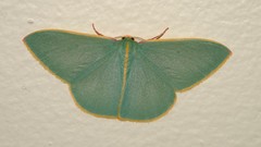 Chlorocoma assimilis