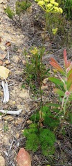 Nanobubon capillaceum