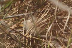 Curruca iberiae