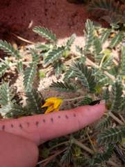 Tribulus cistoides