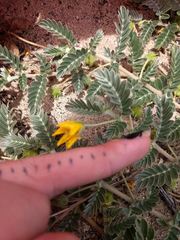 Tribulus cistoides