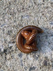 Thyropygus allevatus