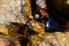 Camponotus atrox