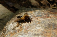 Helophilus eristaloidea