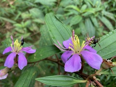 Melastomataceae