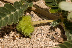 Tribulus cistoides