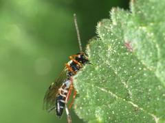 Diplazon laetatorius
