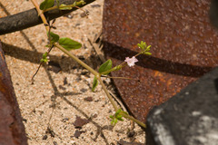 Boerhavia acutifolia