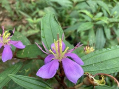 Melastomataceae