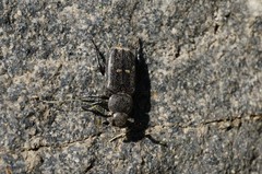 Clinterocera scabrosa