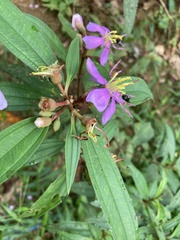 Melastomataceae