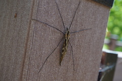 Tipula coquilletti