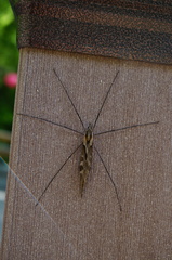 Tipula coquilletti