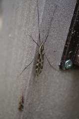 Tipula coquilletti
